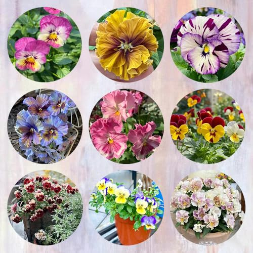 semi di viola del pensiero biologici, campo da balcone, recisi La viola del pensiero resistenti aiuola, esotiche resistenti balcone 500pcs