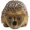 Living Nature Stofftier - Medium Igel (18cm), Unbekannt