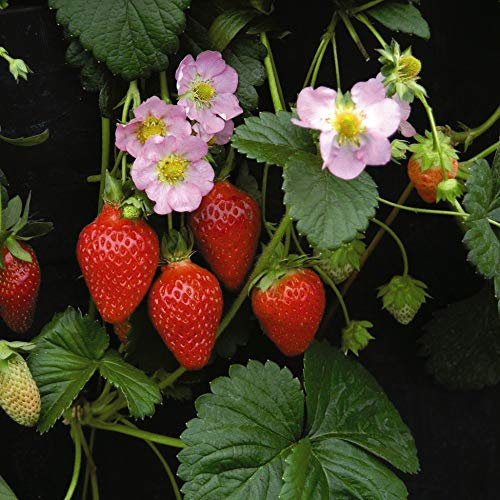 Strawberry Seeds 'Florian' F1 Hybrid (Everbearer/All Season) Fragaria x ananassa Hardy Perennial Fruit Garden Plants Spring Flowers 1 Packet of 10 Seeds Strawberry 'Florian' by Thompson and Morgan