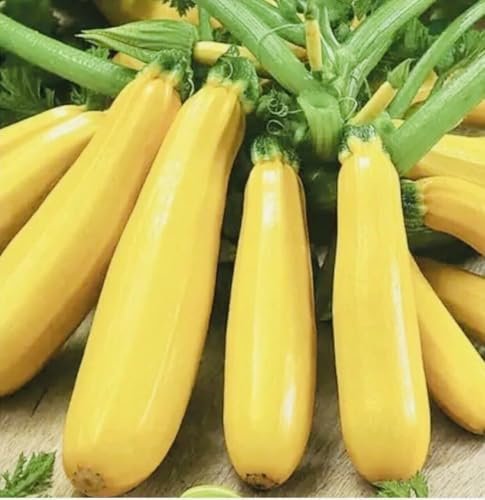 Buy4seeds 15 Seeds COURGETTE - Zucchini Yellow Easy for Grow Garden