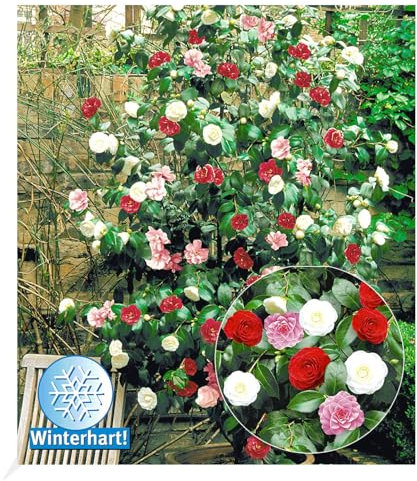 BALDUR Garten Winterharte Garten-Kamelie 'Tricolor', 1 Pflanze, Camellia japonica japanische Kamelie winterhart, Wasserbedarf gering, für Standort im Schatten geeignet, blühend