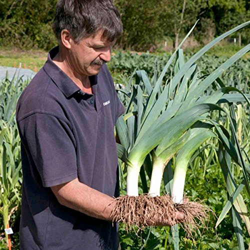 Seeds Leek Autumn Giant (Allium porrum) Onion Vegetable Heirloom for Planting Non GMO