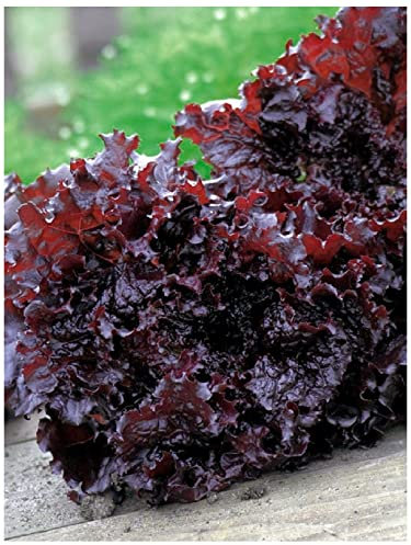 PREMIER SEEDS DIRECT - Lettuce Seeds - Apache - 3.2 Grams
