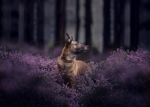 OZLHSP Pussel 500 bitar Herdar Belgisk Herdehund Malinois Djur 52x38cm