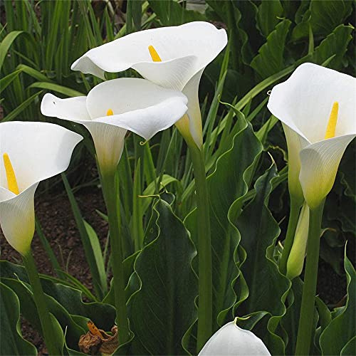 Calla bulbs, Create bouquets, Beautiful colors/Imported bulbs/And it's fascinating - 2,2 Bulbs:packing seeds only