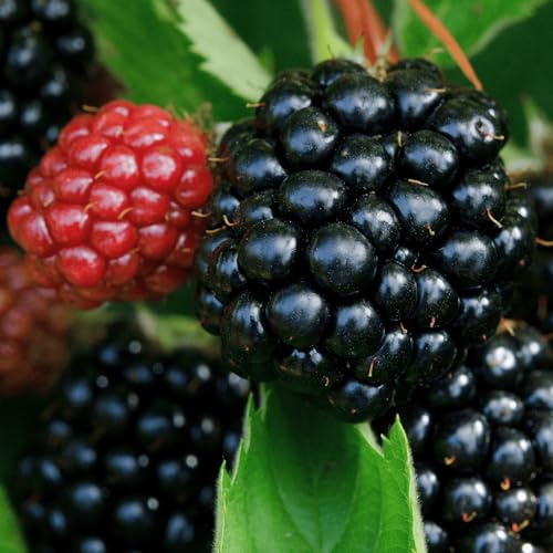 Chester Thornless BlackBerry Plant - 1 Large and Well-Rooted Plug - Hardy BlackBerry Variety from Hand Picked Nursery