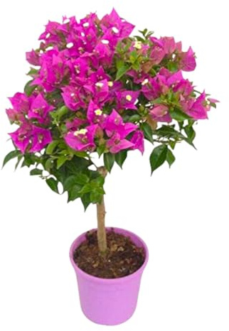 Pianta di BOUGANVILLEA G. SANDERINA AD ALBERELLO fiori rosa h50/70 IN VASO 17 CM