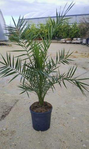 LK-Gartenwelt Phoenix Canariensis, Kanarische Dattelpalme, 90-120 cm, Kräftige Palme für Outdoor-Bereich
