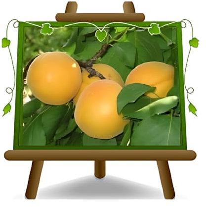 abricotier Builda arbre de abricots plante fruitière sur un pot de 26 max 200 cm - 4 ans