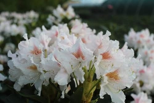 1st. Rhododendron ‘Cunningham’s White’ 40-60cm im großen Topf