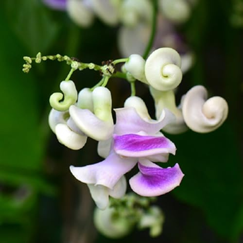 semi di fagiolo lumaca - Vigna caracalla - esterni giardino perenni resistenti 65pcs