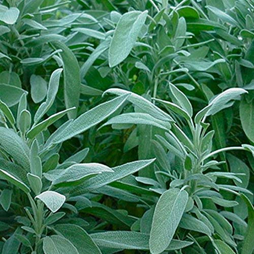 Herb Plants, Sage Officinalis Plants - 2 x 1 Litre Pots