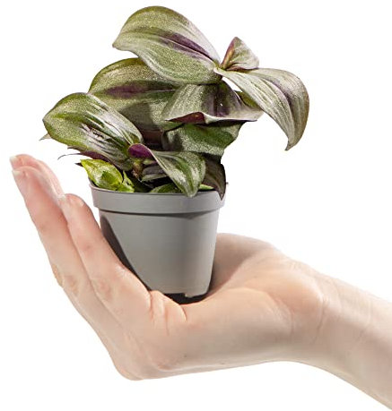 Baby Spiderwort Wandering Dude Silver Inch Plant - Tradescantia Pink Joy Zebrina Small Potted Houseplant Gift for Indoor Home Office Kitchen Living Room