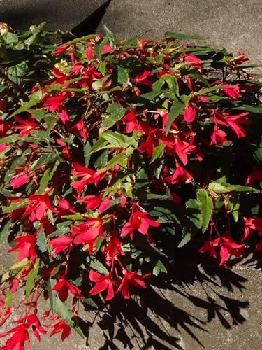 Begonienzwiebeln : Bauernbegonie Begonia bertini Rarität, erträgt direkte Sonne sehr gut 1 Knolle