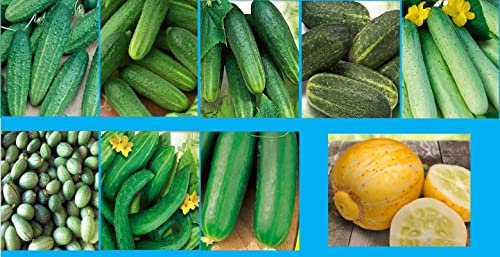 Gurkensamen Set 9 Sorten Profisaatgut Gurken Samen Saatgut Mix Mexikanische Minigurke Zitronen Gurke