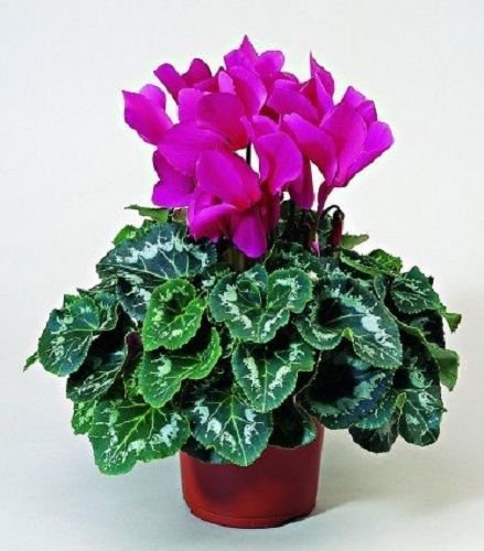 15 Grani di Ciclamino Sierra Fuchsia