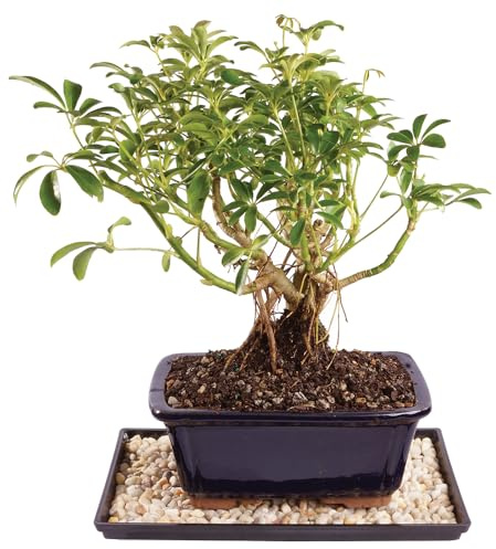 Brussel's Live Dwarf Hawaiian Umbrella Indoor Bonsai Tree - 4 Years Old; 8 to 10 Tall with Decorative Container, Humidity Tray & Deco Rock