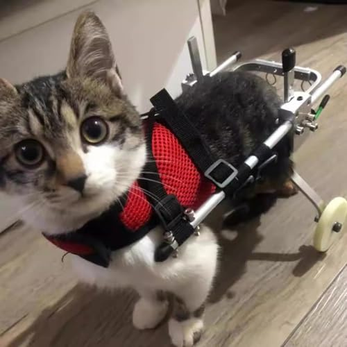 Silla de ruedas para gatos para patas traseras, silla de ruedas para mascotas de aluminio, equipo de ayuda a caminar, con ruedasCarrito.(tamaño: M)