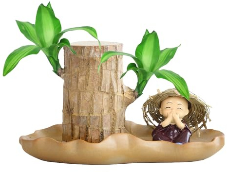 Planta De Madera Brasileña | Madera De La Suerte De Brasil | Planta Hidropónica En Maceta | Bambú De La Suerte Brasil | Decoración Del Hogar Para Purificar El Aire Interior | Fácil Cuidado