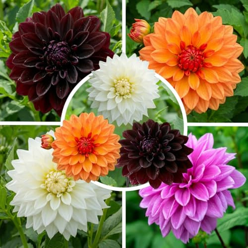 FLORIUM Dahlia tubers Royal Collection