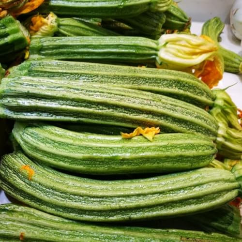 PREMIER SEEDS DIRECT - Italian COURGETTE - ROMANESCO - 30 Finest Seeds