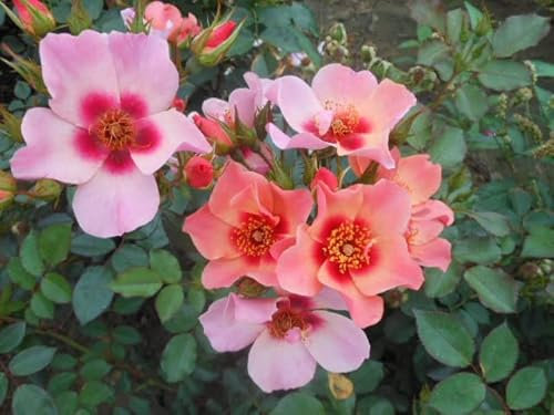 'for Your Eyes Only' Potted Rose - Award Winning Floribunda Rose - Gorgeous Mix of Salmon, Apricot & Pink Blooms