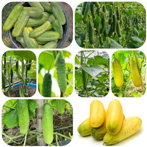 semi di cetriolo biologici cetrioli da spuntino per il balcone semi ortaggi piante da giardino decorazione di piante balcone esotici aiuole rialzate per giardino, cetriolo erbe 3000pcs