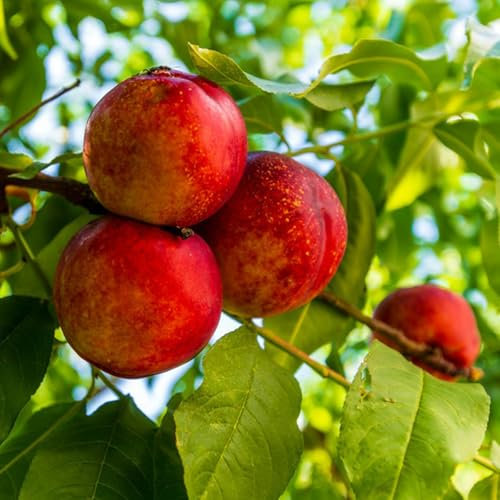 pfirsichbaum kaufen samen obst samen, grünpflanzen zimmerpflanzen pfirsich baum samen säulenobst balkonpflanzen sapote frucht, winterharte kübelpflanzen gartenpflanzen winterhart 6pcs