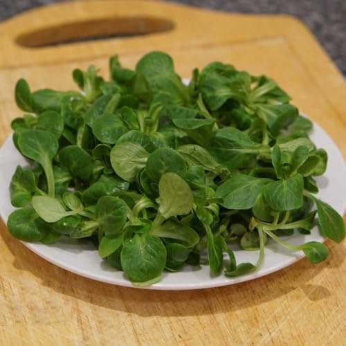 lattuga di agnello biologica semi di biologici semi lattuga rampicanti rare e resistenti in vaso da orto rialzate aromatiche biologiche e 200semi