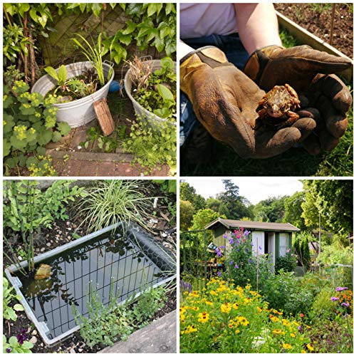 Small Pond Pack Bareroot Plants and Containers Ideal for Allotments and Small Wildlife Ponds
