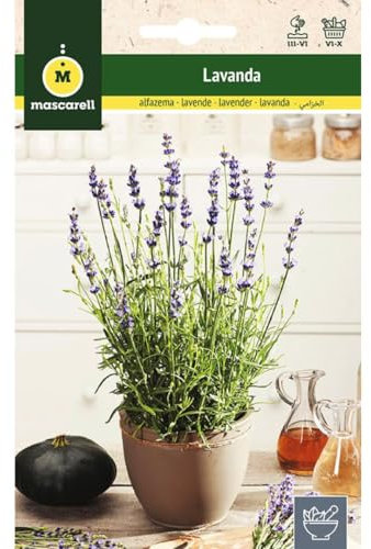 Mascarell Graines, lavande, graines d'herbes aromatiques à planter, créez votre propre potager à la maison, 0,5 g