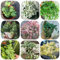 300 Pcs Efeu Samen Schnellwachsend, Ivy Samen - Steingartenpflanzen Winterhart Efeutute Ivy Vines Samen, Geschenke Für Gartenfreunde Gartendeko Für Draußen Dekopflanzen Seltene Pflanzen,