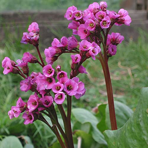 6 x Bergenia Cordifolia - Perenni Vaso 9cm x 9cm