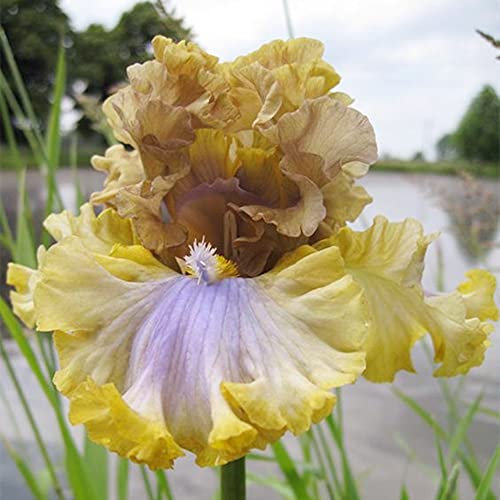 Iriszwiebeln, Rhizom, schöner Zierwert von Topfpflanzen, herrlicher und eleganter Blumenduft – 2, 6 Rizomen