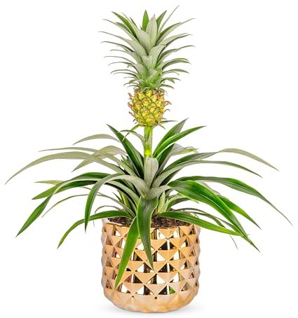 Fresh Pineapple Plant: Unique Tropical Gift Delivered for Christmas & All Occasions!