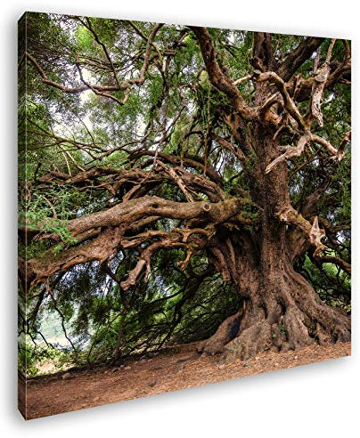 Leinwandbild Alter Olivenbaum – Zeit in seinen Ästen Format: 60x60 cm XXL Kunstdruck Bild auf Keilrahmen/Wandbild/Wohnzimmer Deko