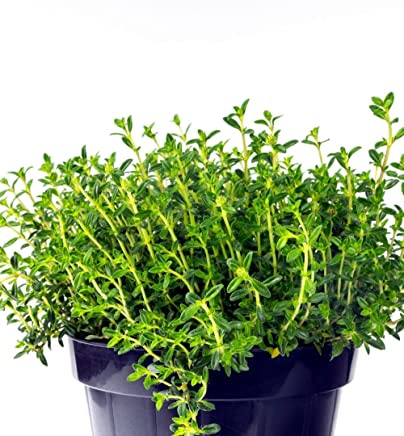 Pianta di Santoreggia 'Satureja Montana' - vaso Ø 14 cm - H. 20/30 cm