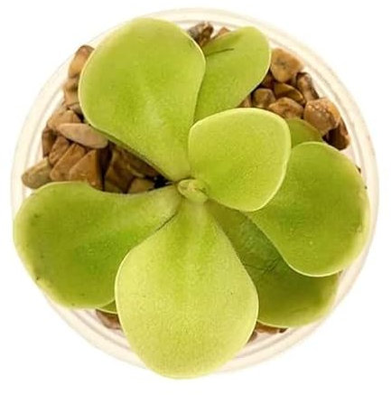 Butterwort Pinguicula with Light Green Leaves and Purple Flowers Carnivorous Plant in 9cm Pot