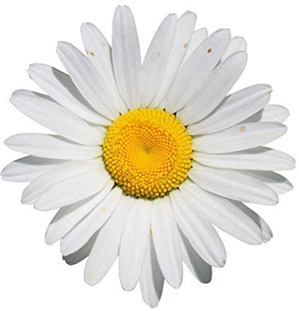 1000+ Samen Margerite -Leucanthemum- ''Schöne Pflanze für den Garten''