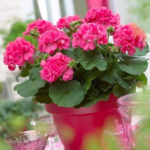 Geranium Colorama Pink 10 Seeds + Freebie + Plant tag Pelargonium Zonale F2