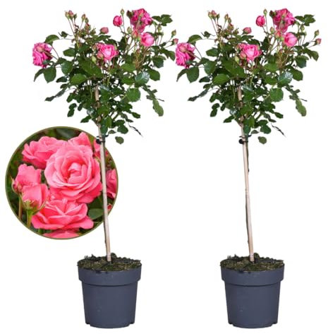 Plant in a Box - Rosa Palace Topkapi - Set de 2 - Rosier standard vivace rustique - Pot 19cm - Hauteur 80-100cm