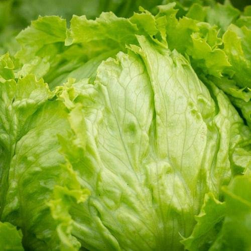 Lattuga iceberg Seeds - 1000 semi
