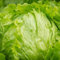 Las semillas de lechuga Iceberg - 1000 semillas