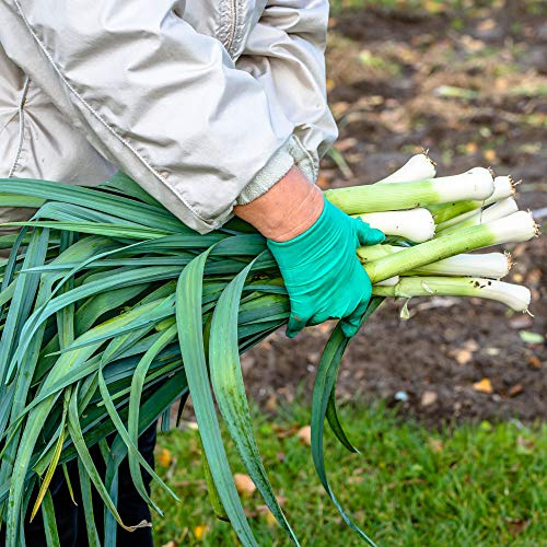 Leek Seeds - Carentan - 1 Oz ~11,000 Seeds - Allium porrum - Farm & Garden Vegetable Gardening & Microgreens Seed - Non-GMO, Heirloom, Open Pollinated, Annual