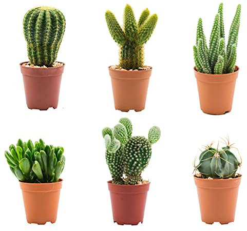 Pack 6 Cactus y Crasas naturales en maceta de Ø5,5cm (altura total aproximada 5cm)…