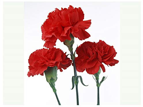 PREMIER SEEDS DIRECT - Carnation Seeds - Scarlet RED (3,500 Seeds)