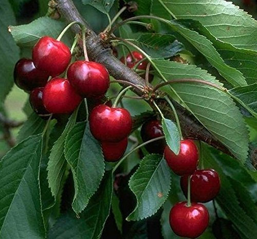 Burlat, Süßkirsche, Buschbaum (kleinbleibend), 120-140cm, im Topf