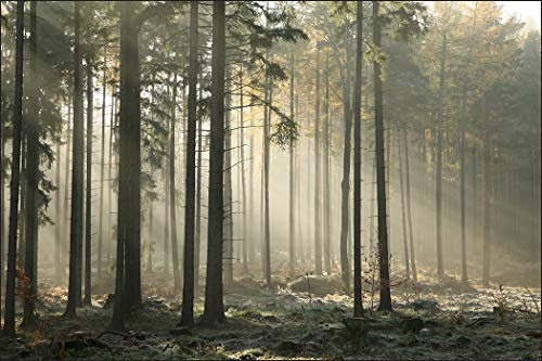 Muralo Fototapete Wald 300 x 450 cm Vlies Tapete Wandtapeten Bäume Wohnzimmer Schlafzimmer Moderne Wandbilder XXL Landschaft Nebel Panorama Wand Dekoration