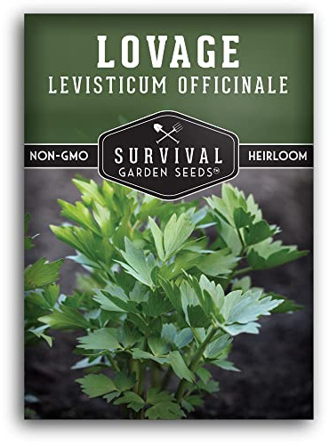 Lovage Seeds for Planting, Levisticum Officinale - 1 Pack