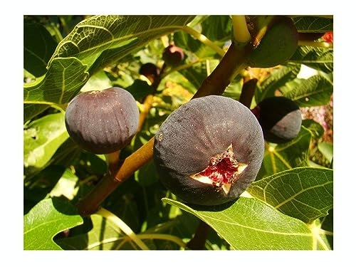 FICUS CARICA 'Babits', Hungarian Babits Fig, Large Fruits, Edible, Very Cold Tolerant, 15-20cm Tall